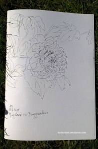 Pfingstrose_1_27.04.2015