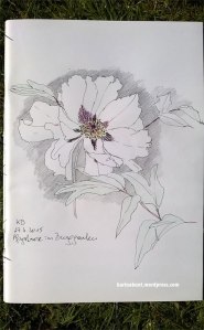 Pfingstrose_2_27.04.2015