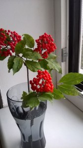 01_Sambucus_Racemosa_Foto