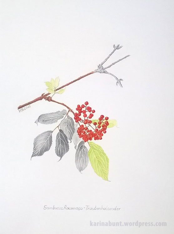 Sambucus_Racemosa---klein_w