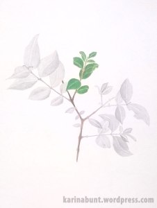 Rab_Pflanze_04.08.2015_web