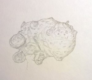 Typhonium_Trilobatum_04_web