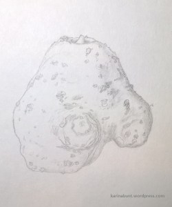 Amorphophallus_vogelianus_s_n_Bleistift-1-1