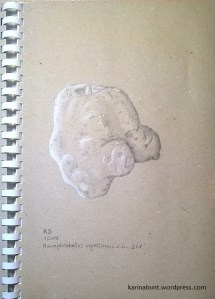 Amorphophallus_vogelianus_s_n_Farbstift-1-1