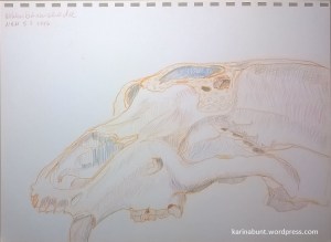 Baer_2_05.02.2016-1-1