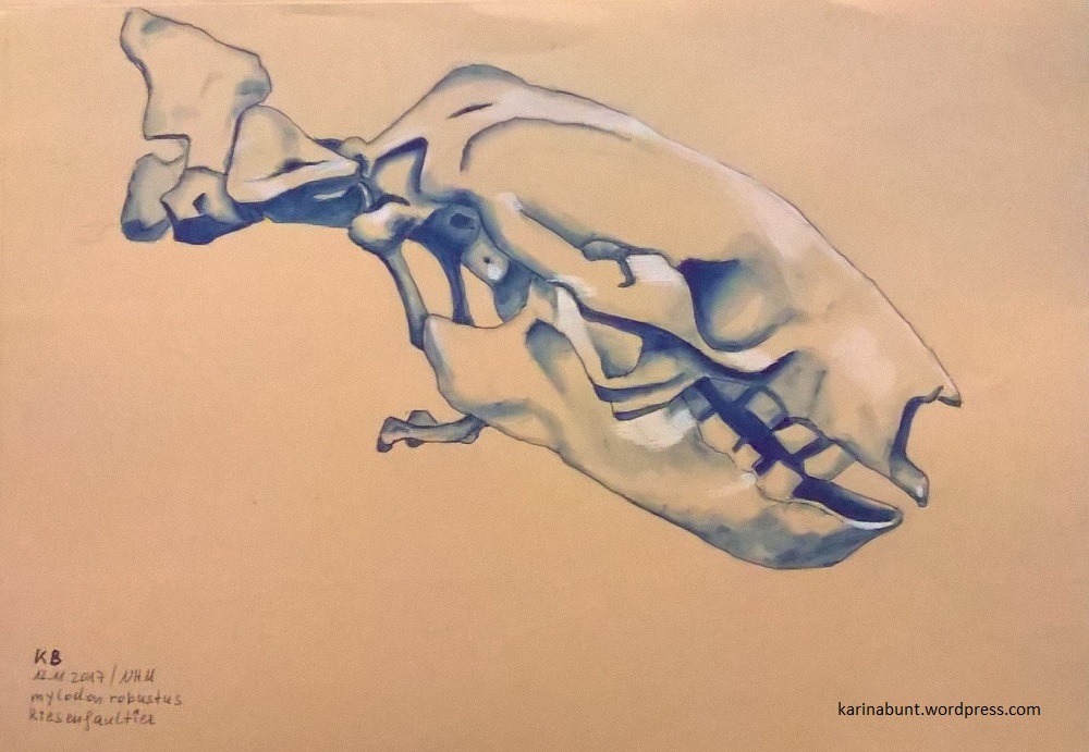 Skelettkopf Riesenfaultier Seitenansicht