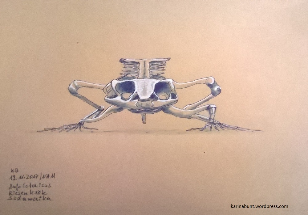 Skelett Riesenkröte Vorderansicht