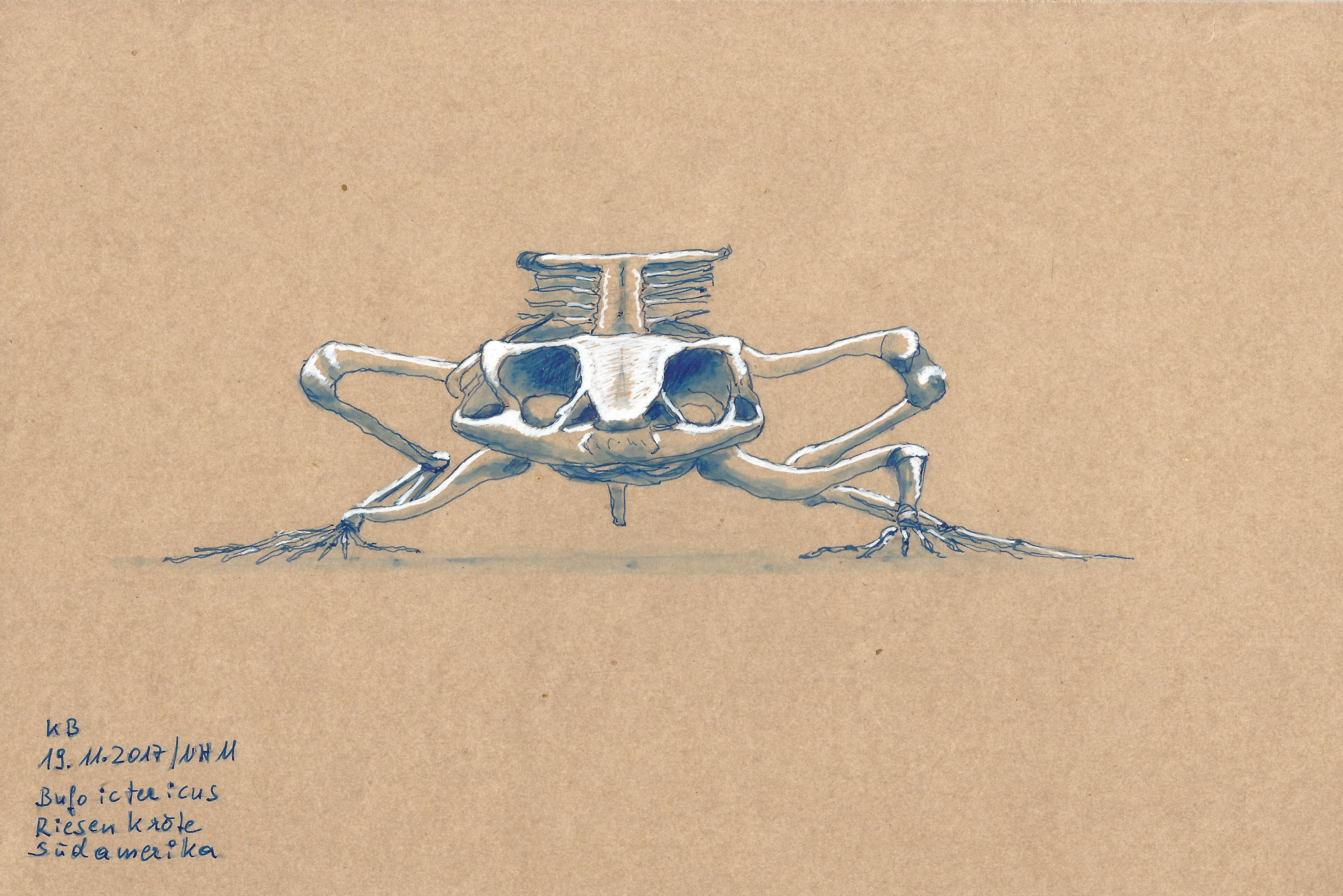 Skelett Riesenkröte Vorderansicht