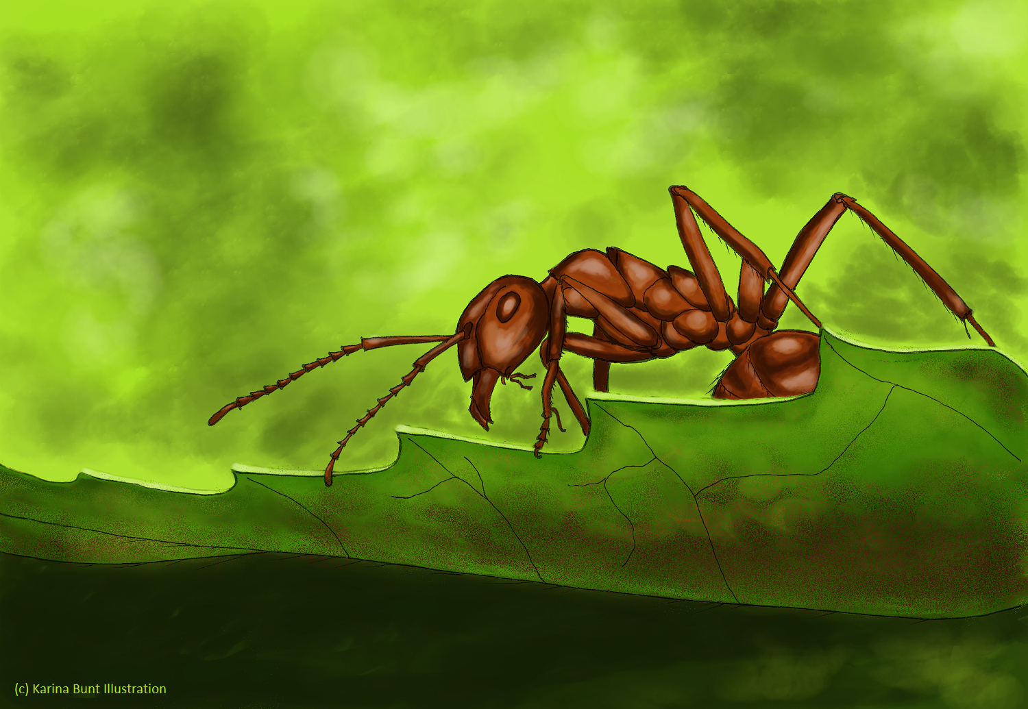 rote Waldameise krabbelt über einen Blattrand auf der Suche nach Nahrung, Wasser oder Artgenossen